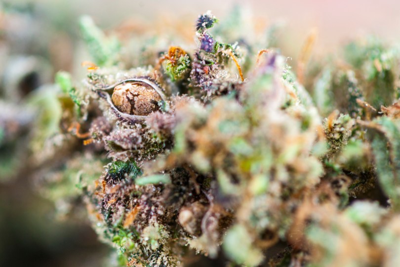 medical cannabis seeds