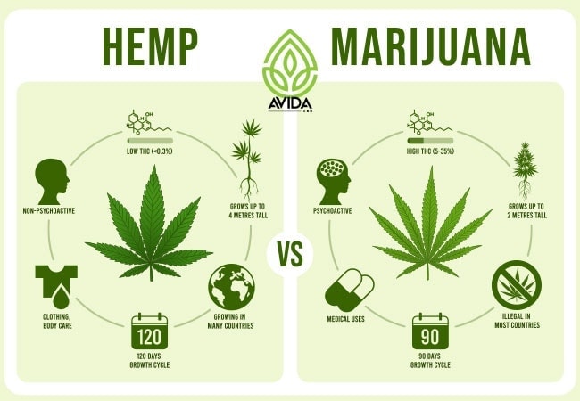 differences between hemp and marijuana