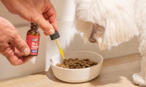 cbdfx us blog CBD for Dogs What Are the Options