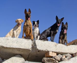 The Impact Search Dogs Have on Society