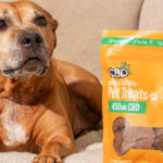 cbdfx us blog  Tips to Help Your Dog's Joints