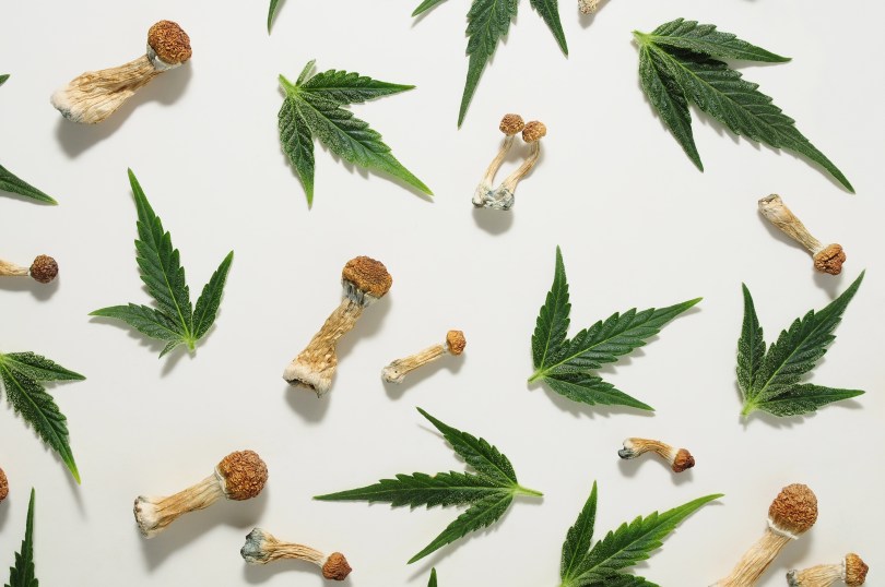 DEA wants more marijuana and psilocybin research