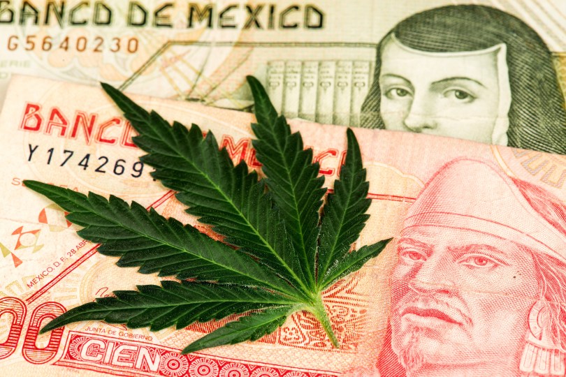 cannabis in Mexico